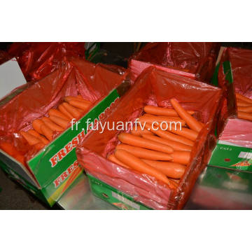 Meilleure qualité de Shandong Carrot